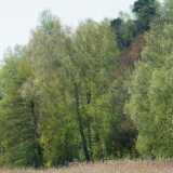 DSCF4645