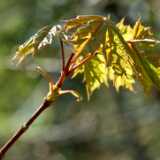 DSCF4651