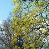 DSCF4662