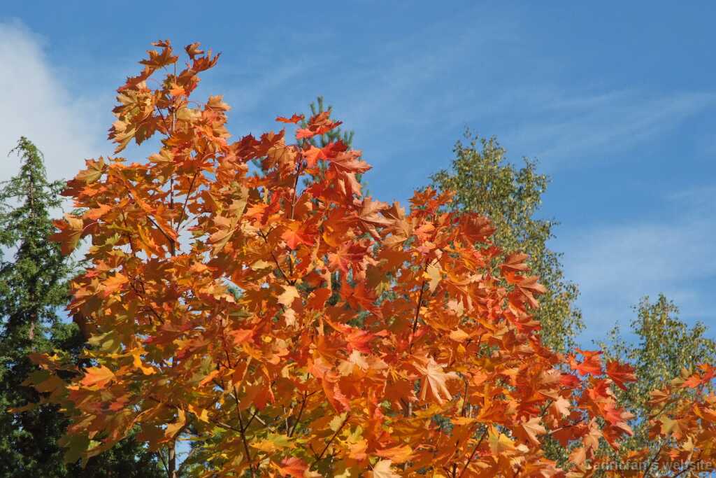 DSCF0340