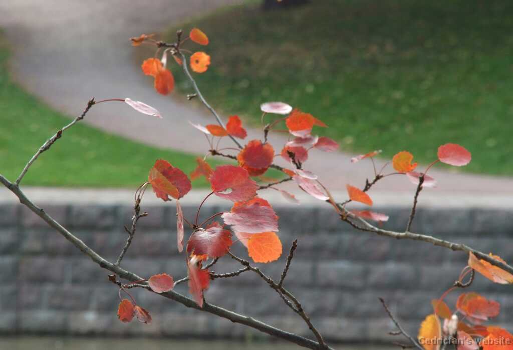 DSCF0365