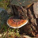 DSCF0327