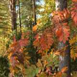 DSCF0334