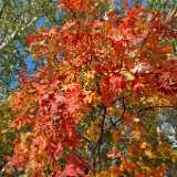DSCF0335