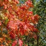 DSCF0336