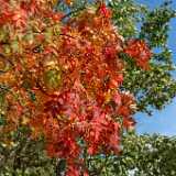 DSCF0337