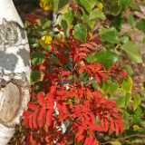 DSCF0339