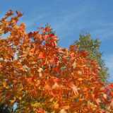 DSCF0340
