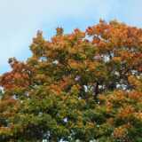 DSCF0367
