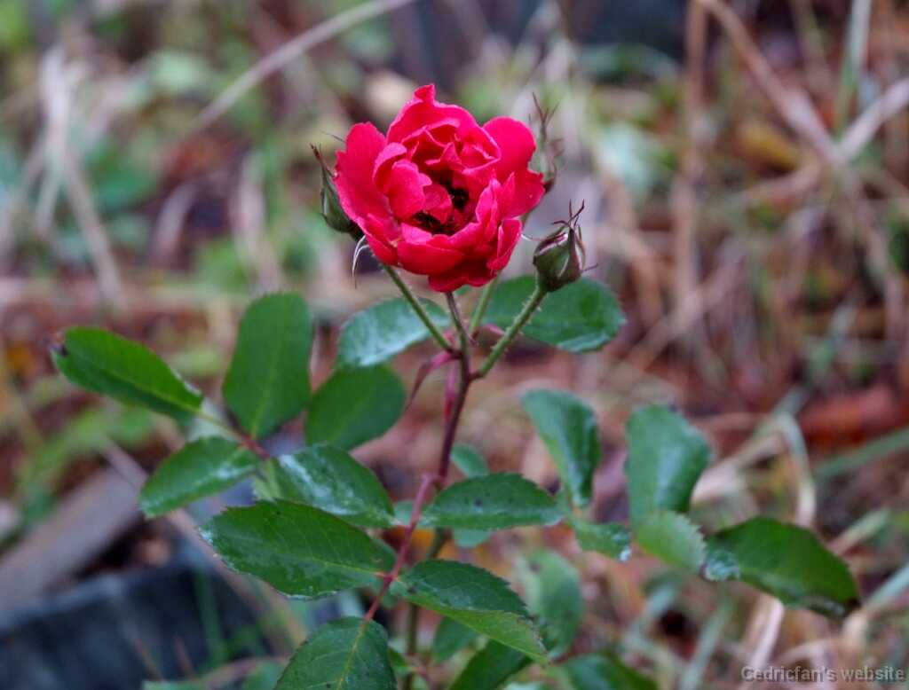 DSCF0631