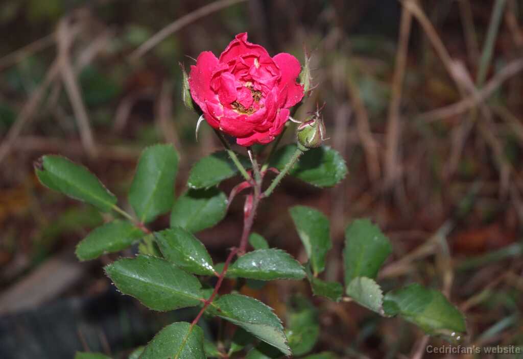 DSCF0633