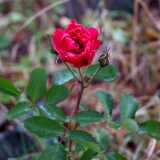 DSCF0631