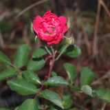 DSCF0633