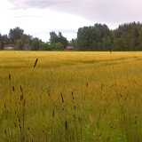 06 Summer scenes locally