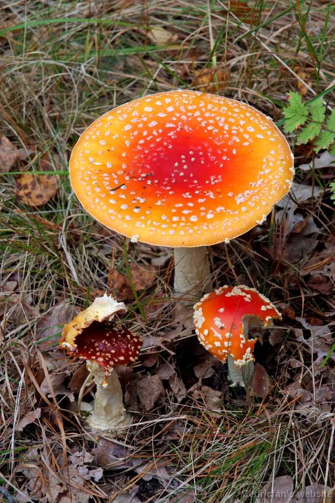 DSCF2261