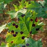 10 09 Syksy Ruissalo