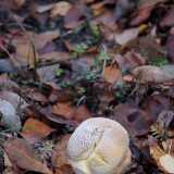 10 10 Syksy Ruissalo