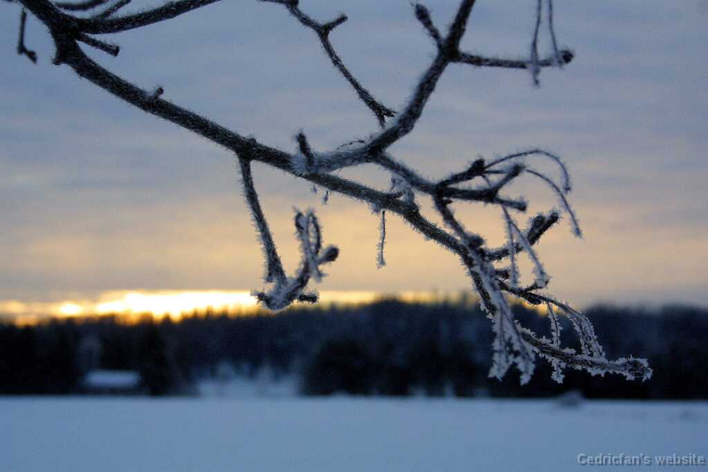 IMG_6981