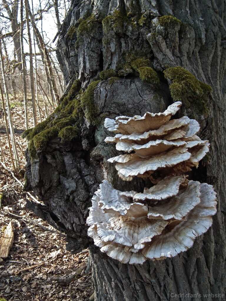 DSCF2650