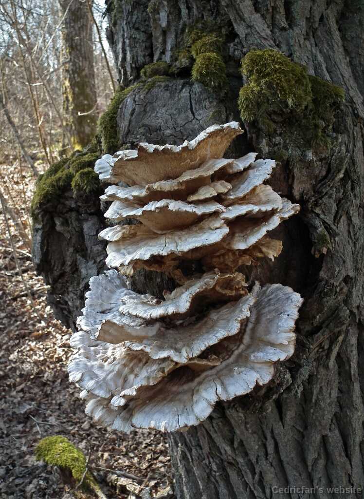 DSCF2651