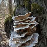 DSCF2651