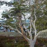DSCF3044