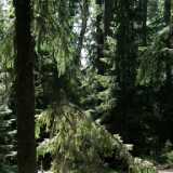 DSCF6018