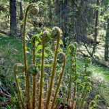 DSCF6026