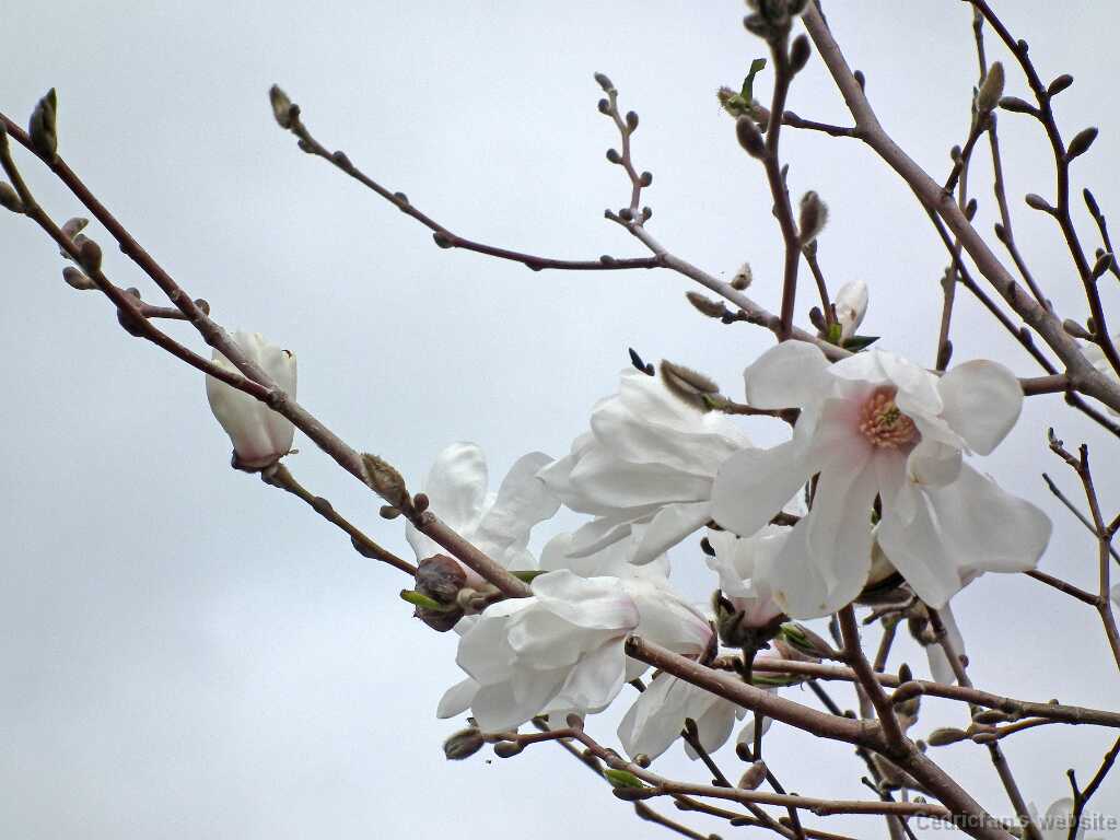 DSCF2943