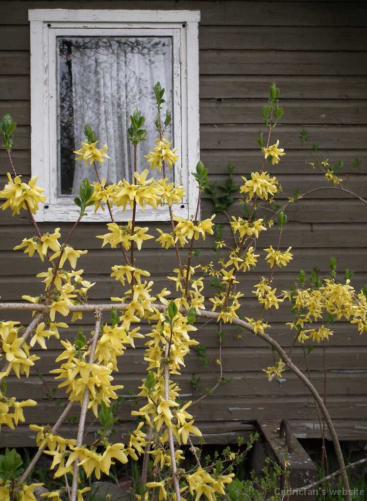 DSCF2964