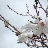 DSCF2943