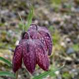 DSCF2954