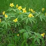 DSCF2956