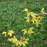 DSCF2967