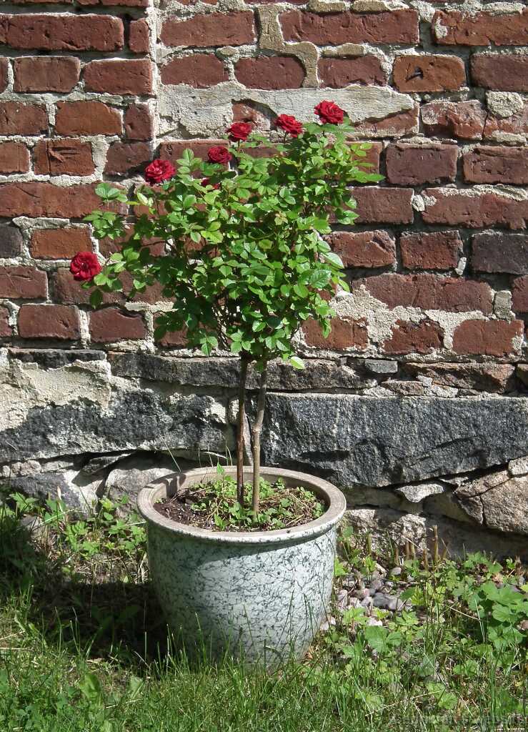 DSCF6605