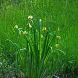 DSCF6608