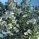 DSCF6100
