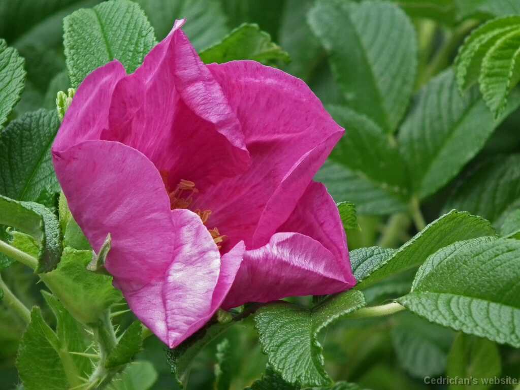 DSCF6177