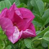 DSCF6177