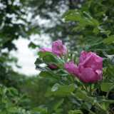 DSCF6179