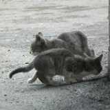 DSCF6493