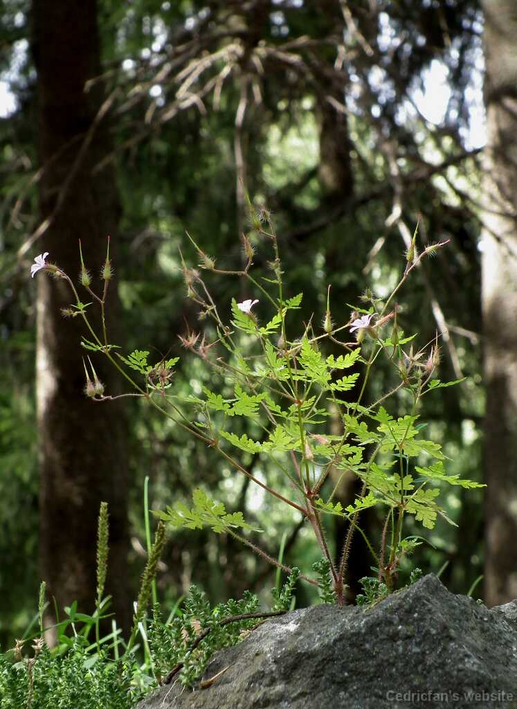DSCF7039