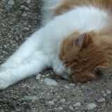 DSCF7195