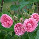 DSCF6735