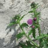 DSCF6744