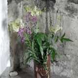 DSCF6748