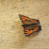 DSCF6760