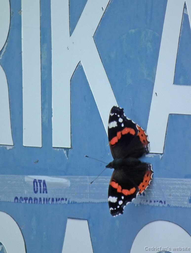 DSCF7211