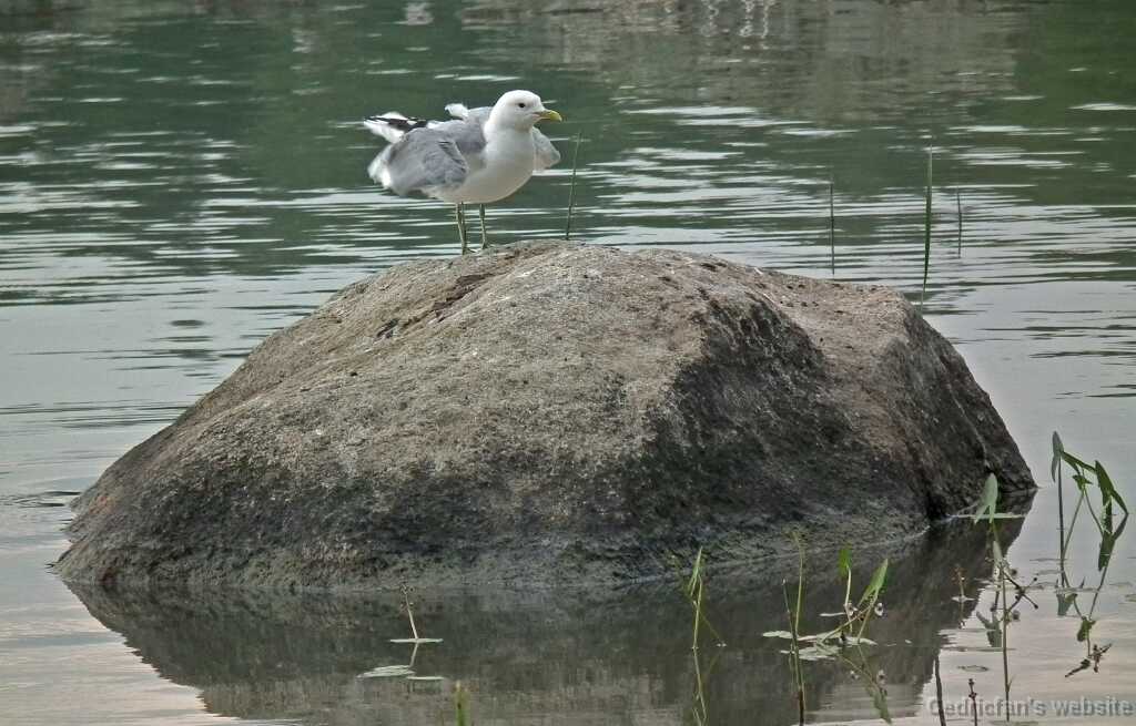 DSCF6831