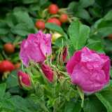 DSCF7327